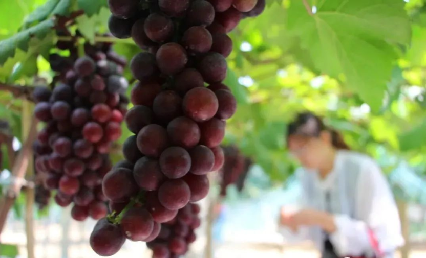海精灵:富含海藻酸的有机水溶肥