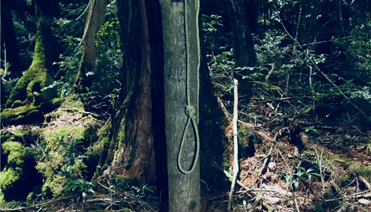 神秘的自杀森林青木原树海,每年搜出近百具尸骨
