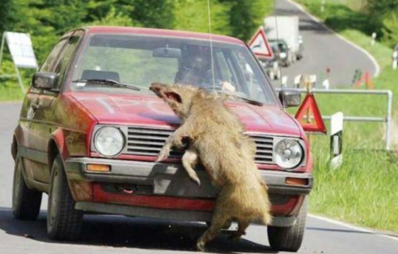 "谢大脚"车祸撞到骆驼,开车撞到动物,应该如何处理