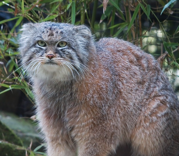 其实它既不兔,也不狲