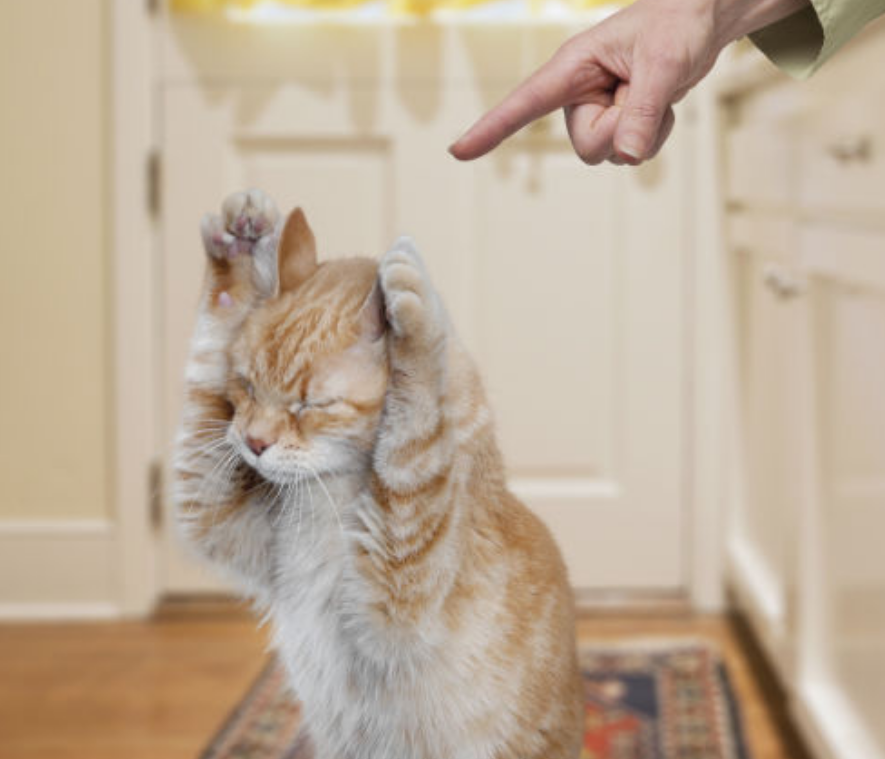 打猫会有这几个"后果",劝你停手!