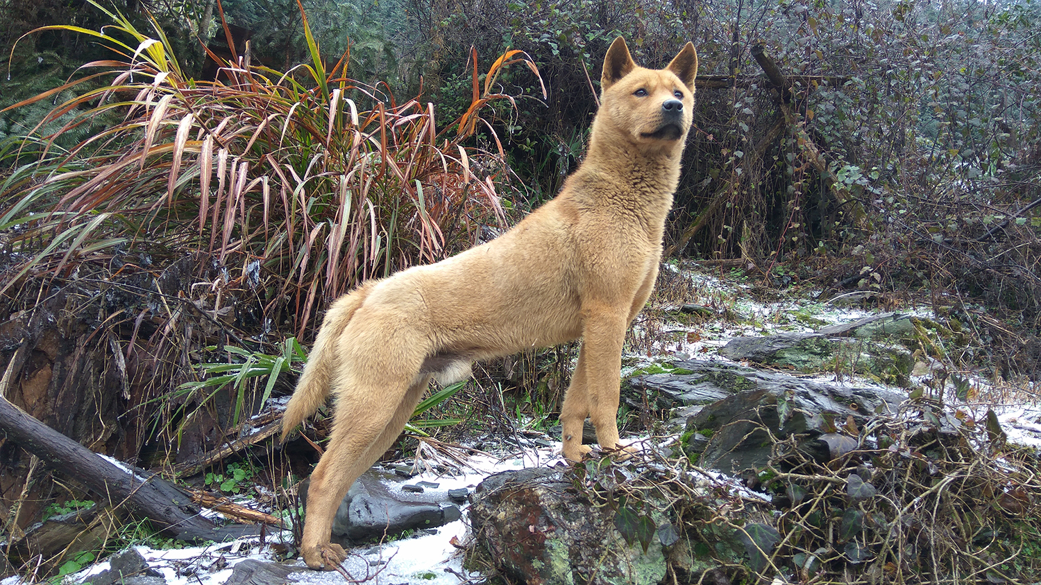 中华田园犬,又称中国土狗,是一种历史悠久,文化底蕴深厚的犬种,一直