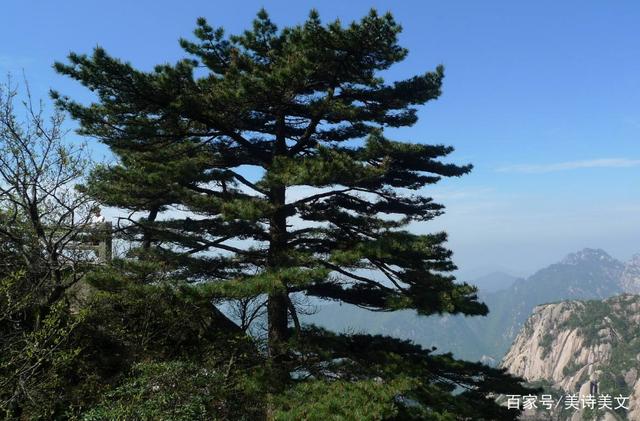 眼见大官要砍寺门口的松村,济公急得写首妙诗,得道高僧名不虚传
