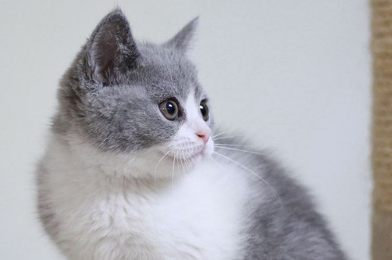 灰白猫品种图图片