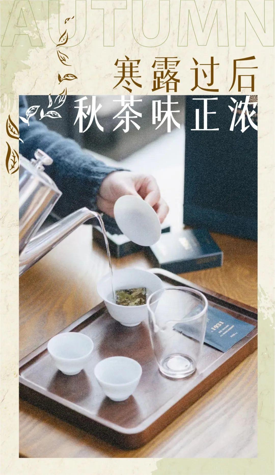 秋茶上市,武汉客厅汉口茶市"丰收",价格优惠茶友宜囤货