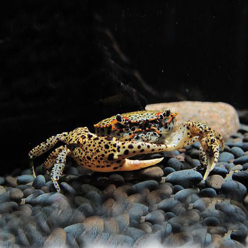 豹点蟹可以和鱼一起养吗?为什么