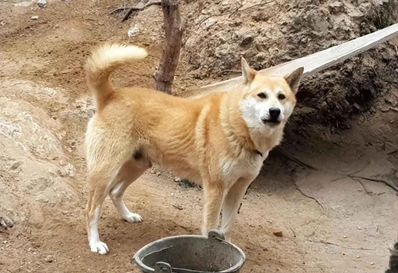 明明農村養狗的更多為何卻很少發生惡犬傷人的行為原因很簡單