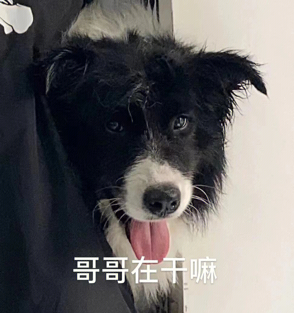 养"边牧"半年后,网友表示:我开始讨厌它了!