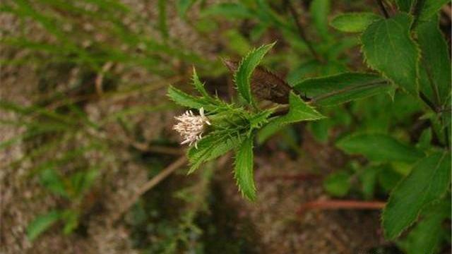 北蒼朮種植技術,具體有哪些內容呢,一起來看看