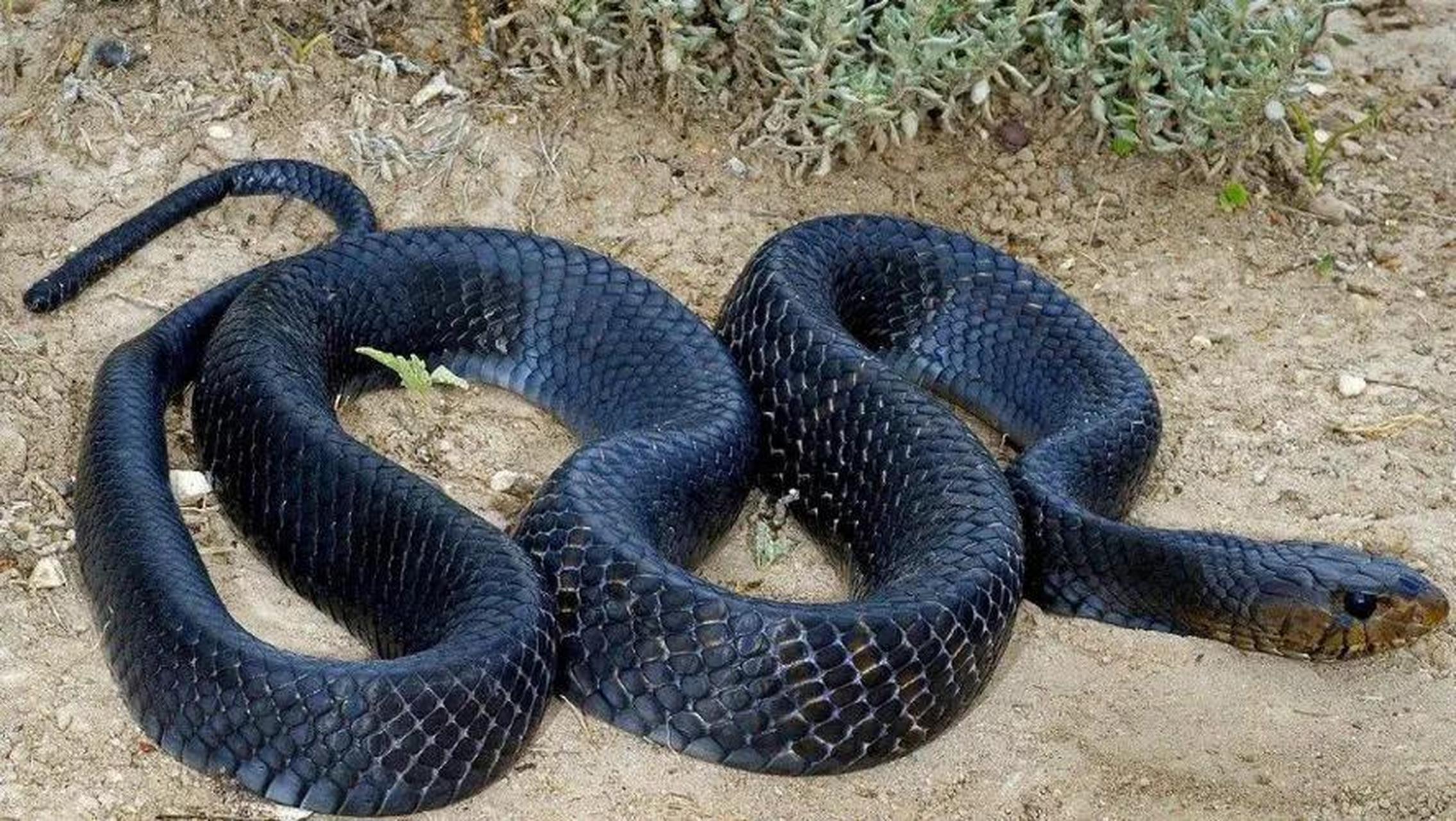 老农去田里干活发现一只黑蛇正在蜕皮,他拿起锄头就要去砍时想到了村