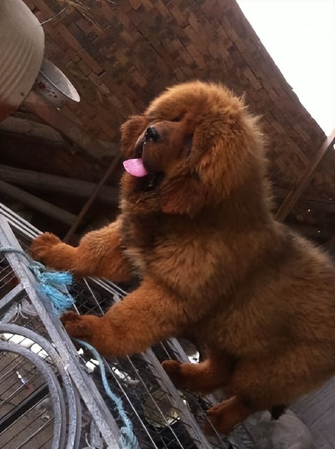 养狗人:好难,遛狗只敢在凌晨2点出门,狗狗戴嘴套也会被指责!