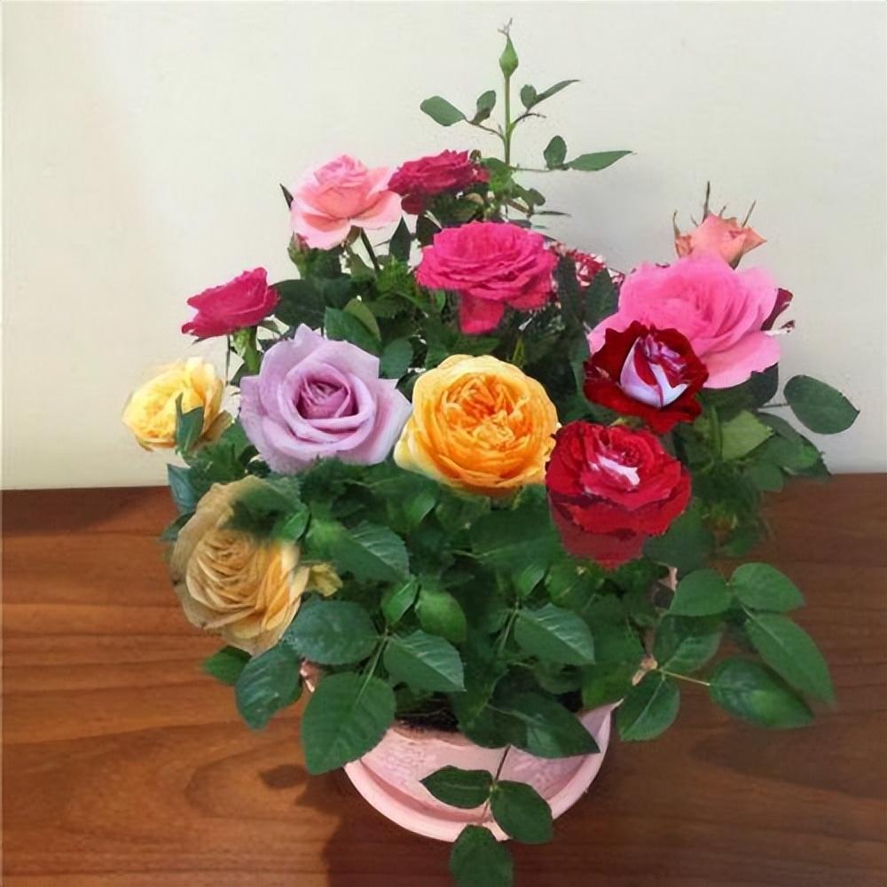 可以盆栽的玫瑰花,花色艳丽,皮实好养,香味浓郁,四季开花