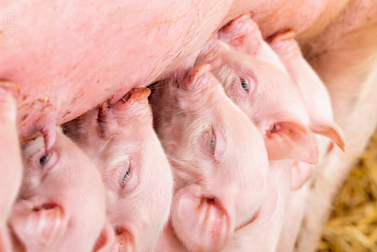 想要养好仔猪,那还不来了解哺乳仔猪的生理特点!看完你就知道了