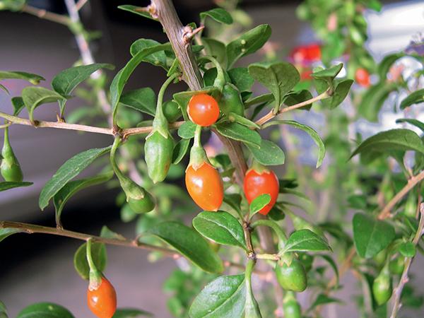 枸杞种植生长过程