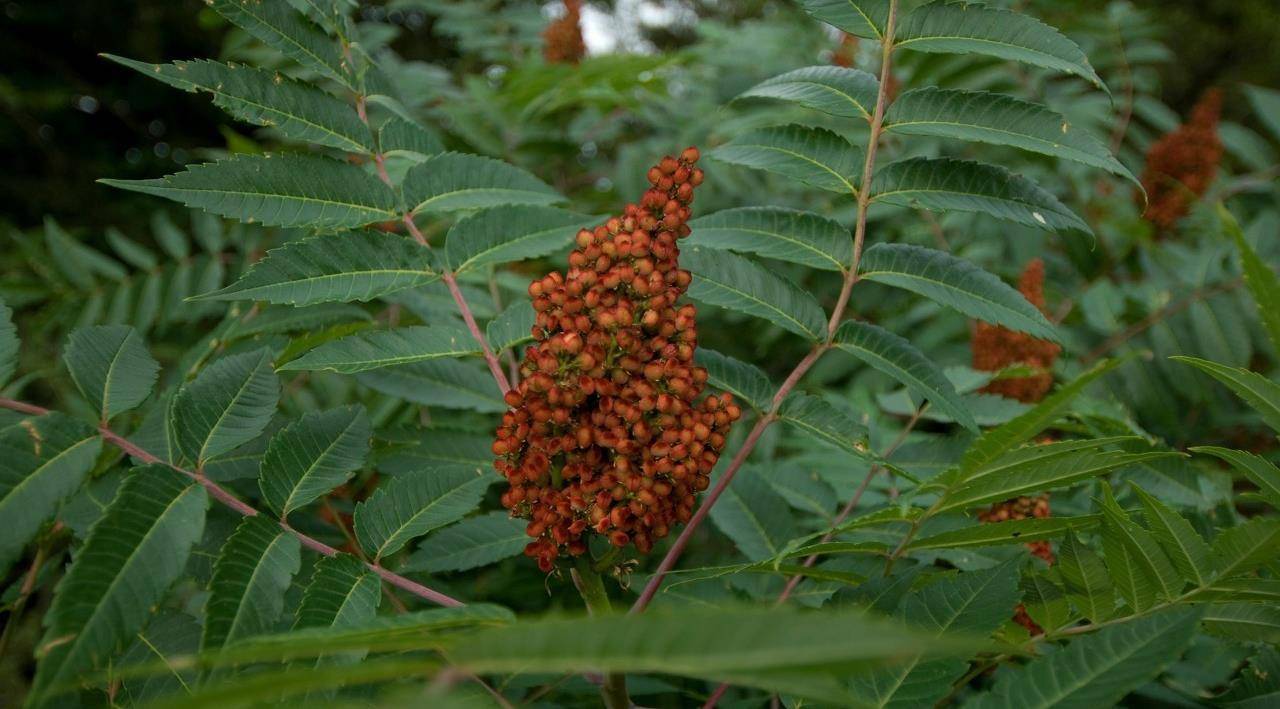 农村人人害怕的植物,触碰它会中毒,却有着涂料之王的美誉