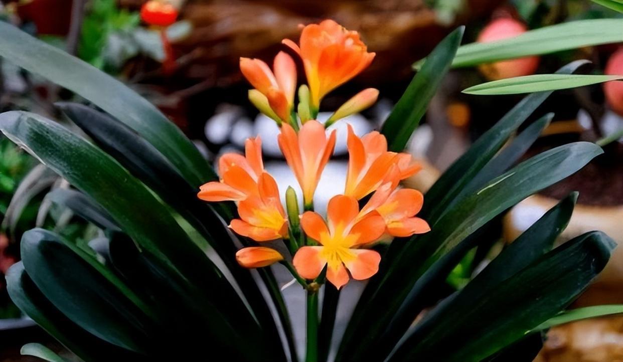 君子兰"砍一刀",憋出十个芽,乱花渐欲迷人眼,长成大群兰