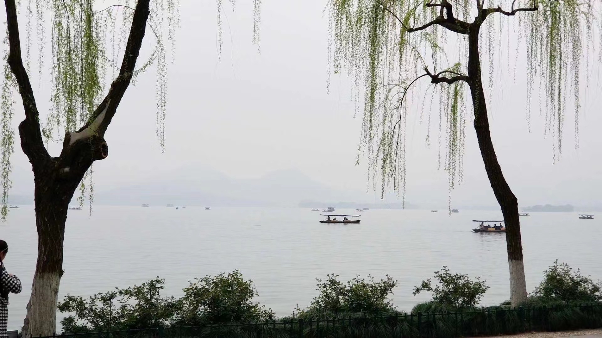浙江杭州:詹晓东镜头里的西湖垂柳(图)