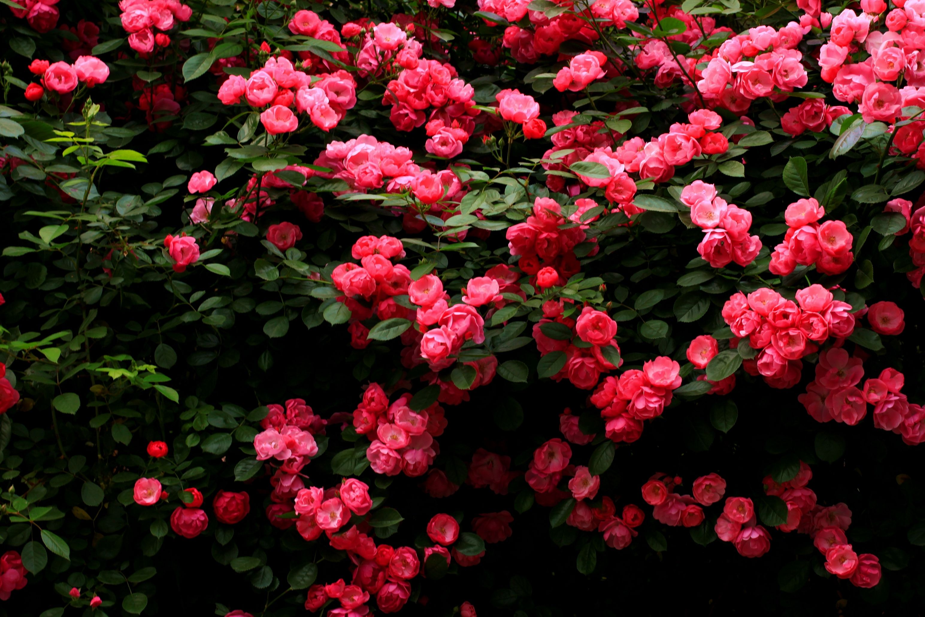 看完80后大哥的院子,我被彻底"治愈了",这才是庭院该有的样子