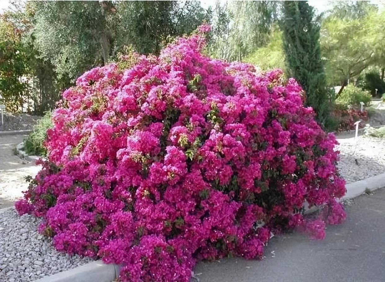 "花中劳模"巴西三角梅,打理简单,开花量大,庭院阳台都能种