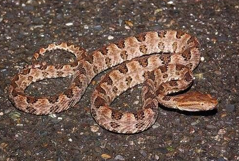 福建常见10种毒蛇