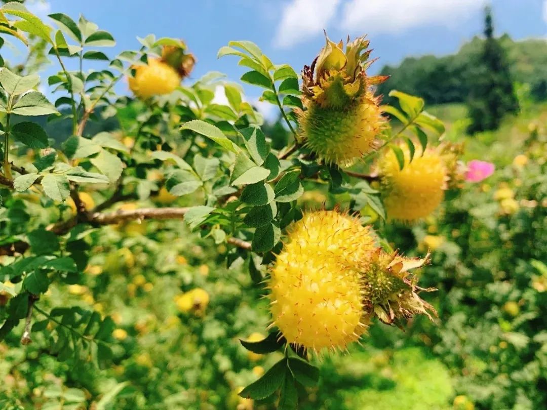 "妆食同源"天然原料——刺梨