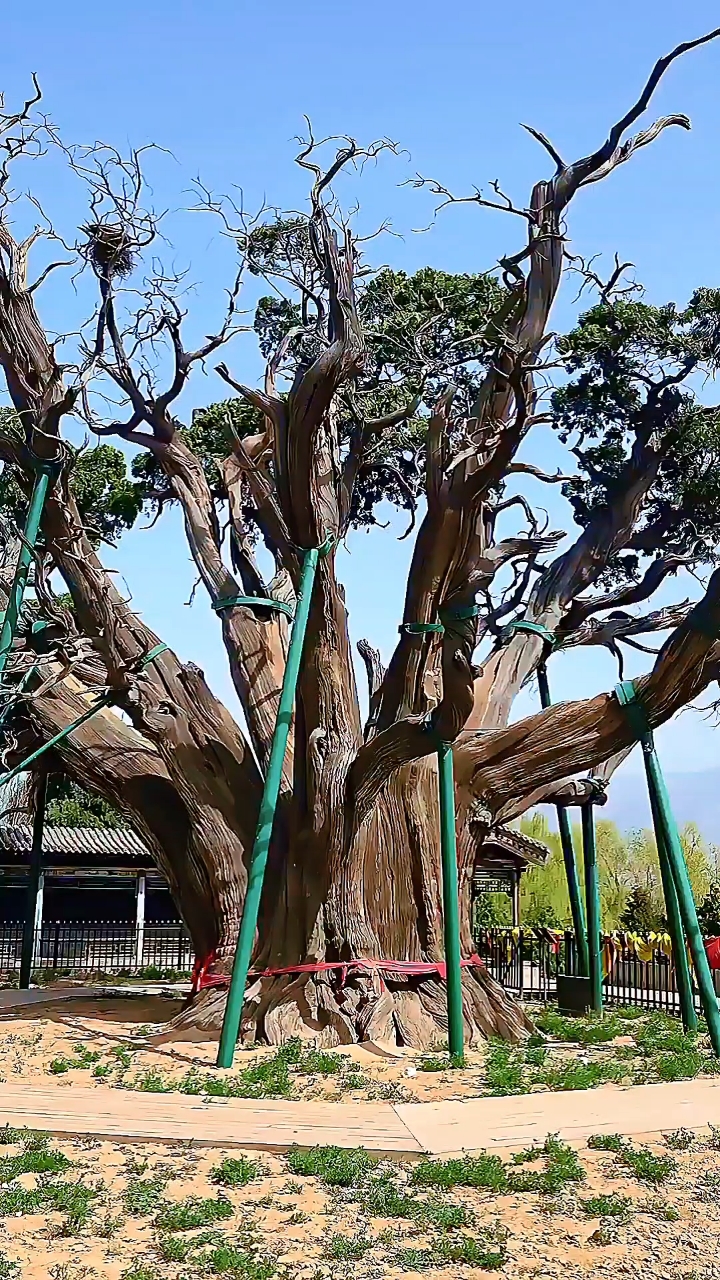 世界第一见证历史,中华第一柏树