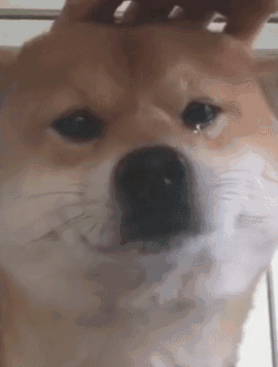 劝告!养狗别做这7件事,容易伤狗心