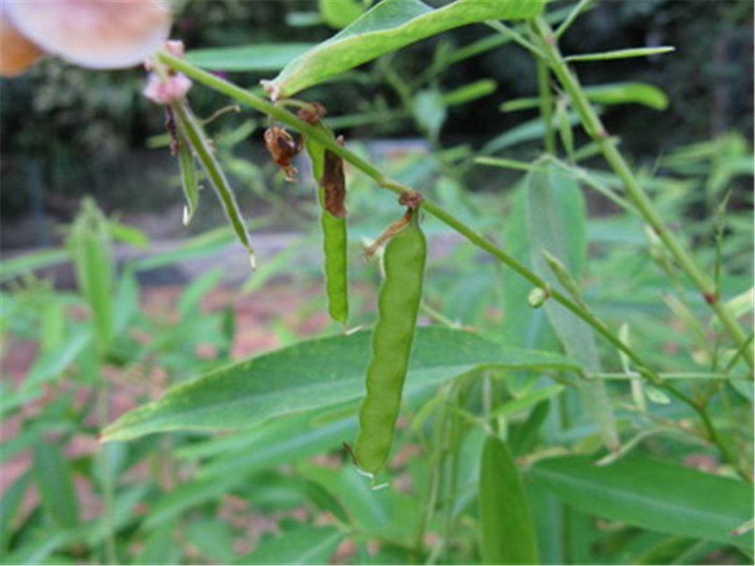 云南有种跳舞草,听到人唱歌就会跳舞,堪称植物界的"舞林高手"