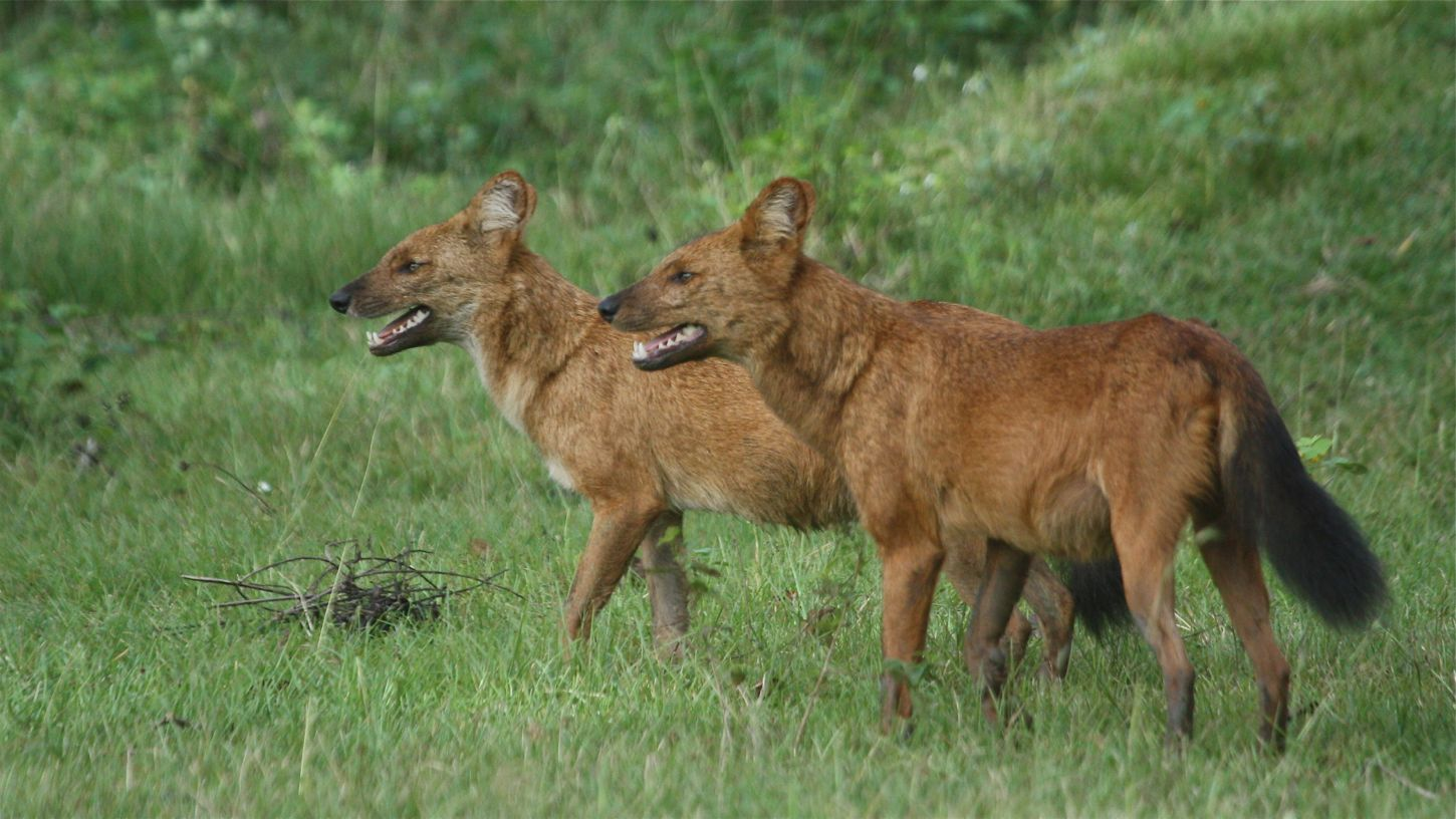 豺群消亡史:原本在农村非常常见的"红狗子",为何突然消失了?