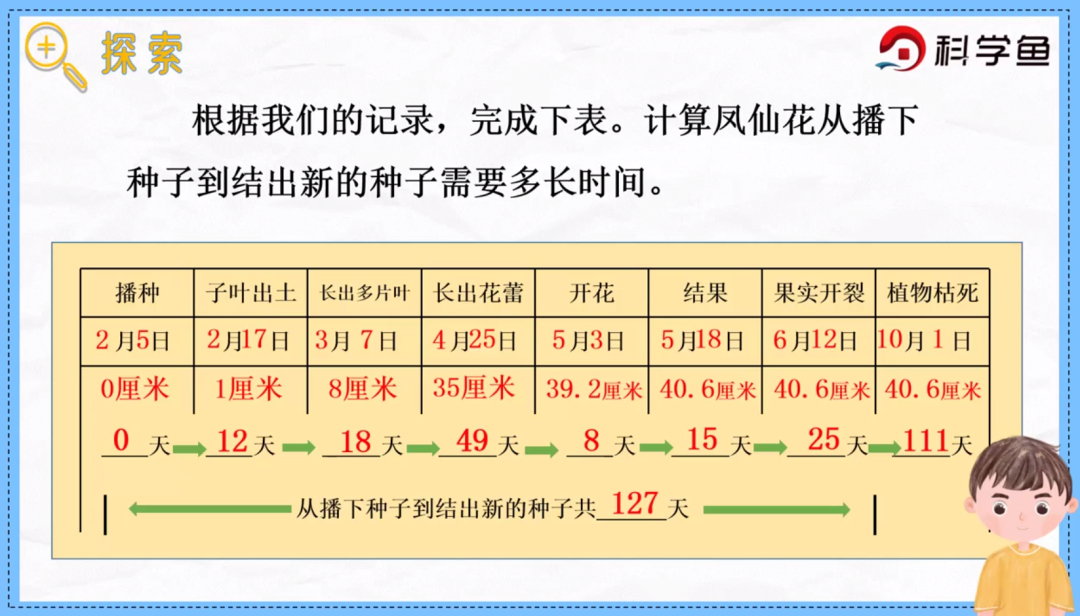 凤仙花传播种子的方法（凤仙花种子萌发时根总是怎么生长） 第9张