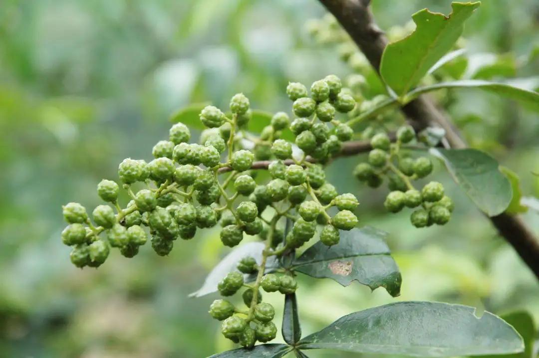 1,促进青花椒花芽分化