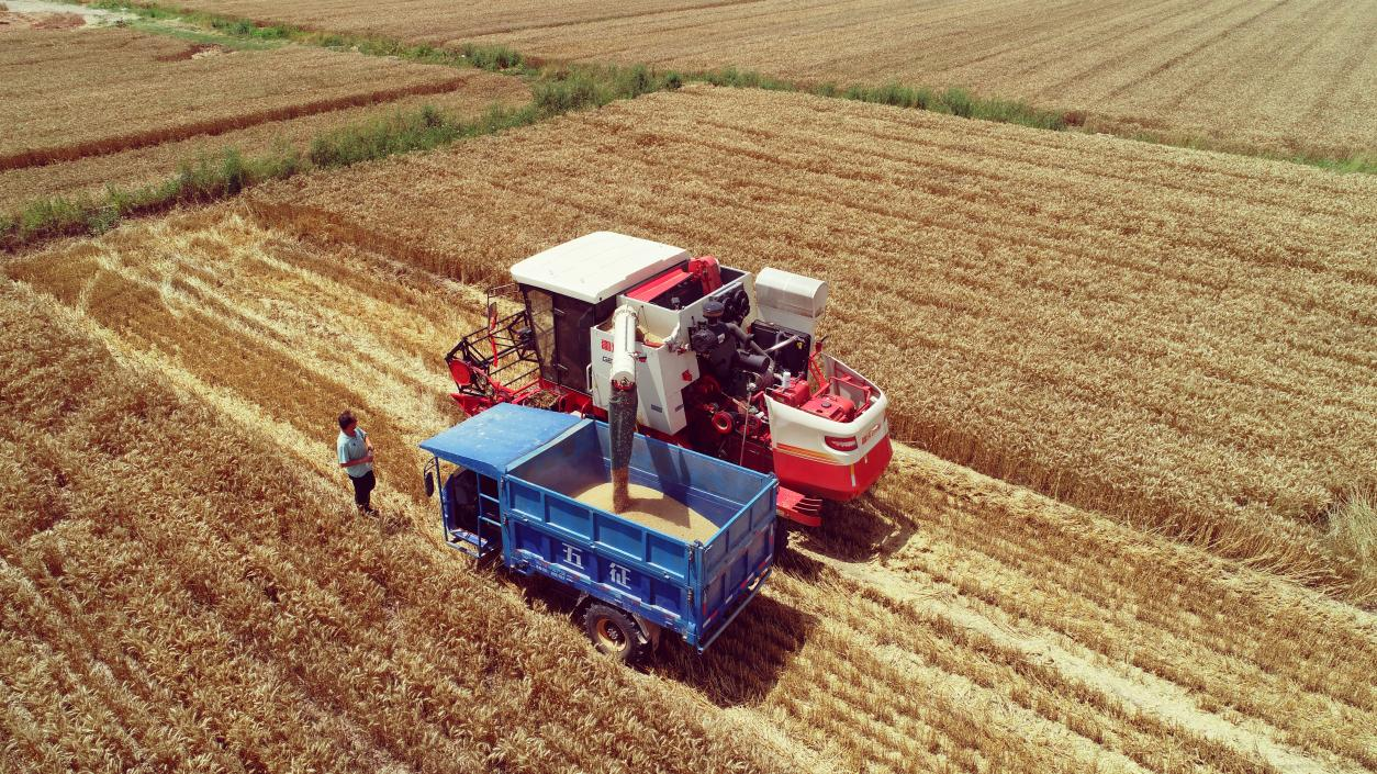 河南暴雨,小麦受灾严重!是天灾还是人祸?农民又该何去何从?