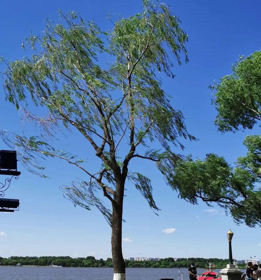 来风了,大风,主城区阵风10级|黄色预警已发布