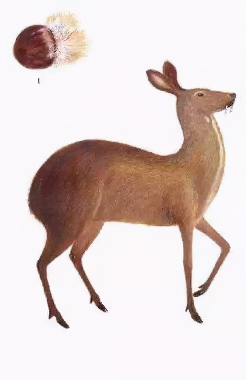 濒危林麝现身广西,种群规模超20000头,为何它比大熊猫还濒危?