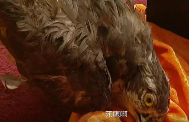 历史上的"毙鹰事件"中胤禩被坑了,坑他的是雍正还是另有其人?