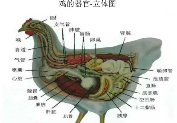 公鸡母鸡 热门商品专区