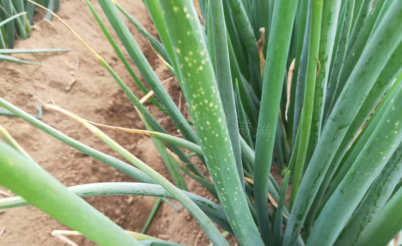 大葱葱叶有白斑?点开来看原因