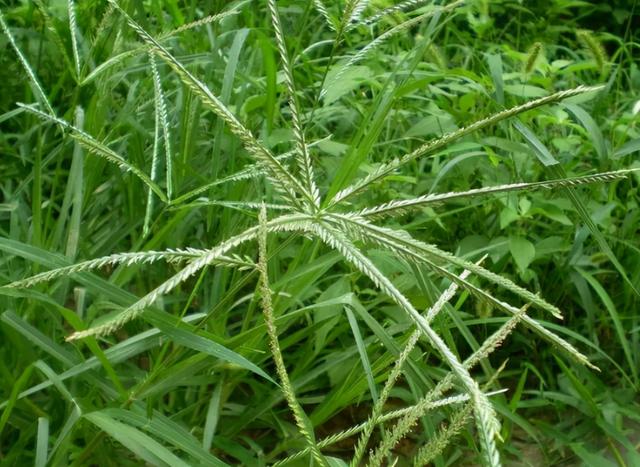 农民烦恼的牛筋草