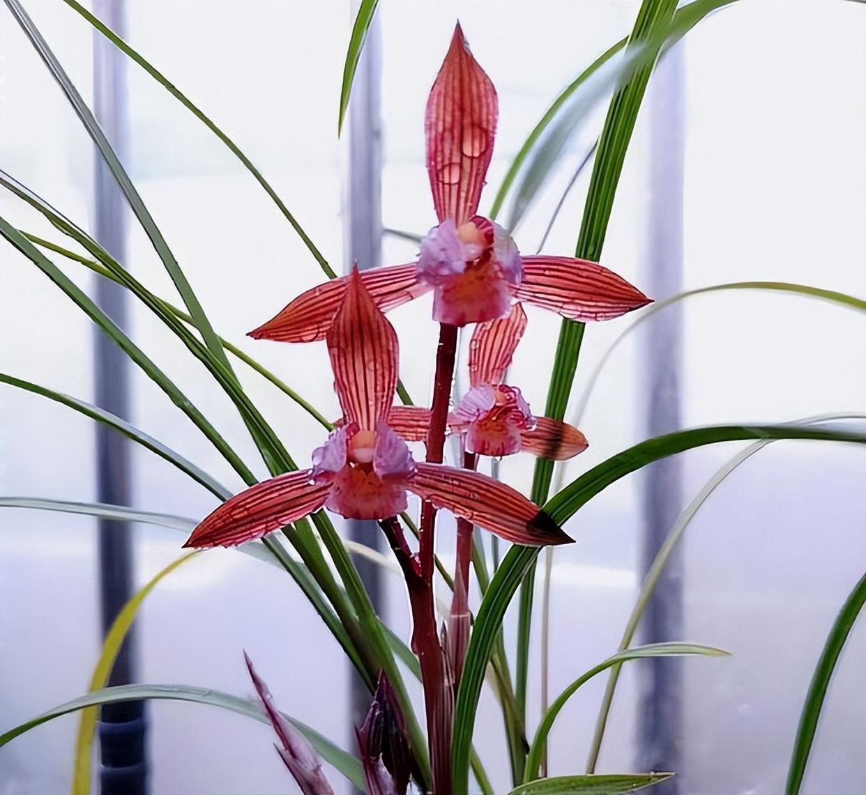 曾一苗难求的春兰极品红素,红杆红花,香气迷人,养护轻松