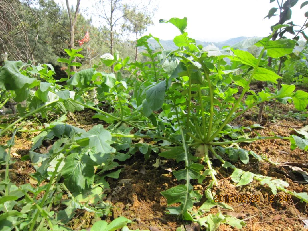 菜脯梁子转自好山好水微信公众号