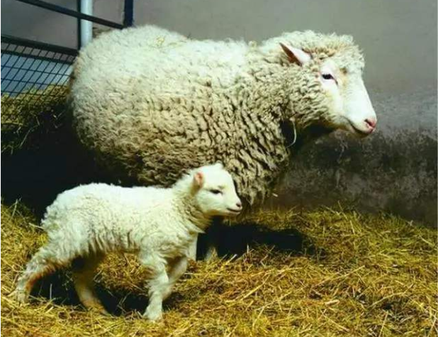 为何至今无人再提"克隆"了?克隆羊多莉的下场,让人脊背发凉!