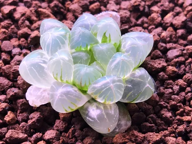 重庆小姑娘,因"多肉换土视频"走红,网友:太惨了,种了个寂寞