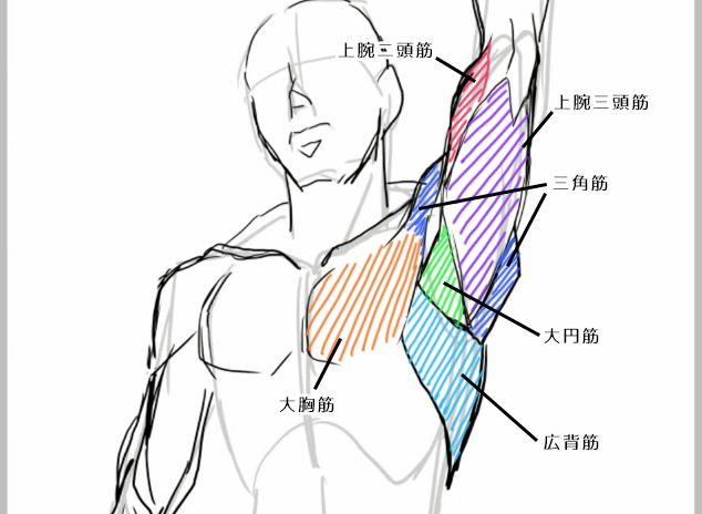 腋下肌肉图解图片