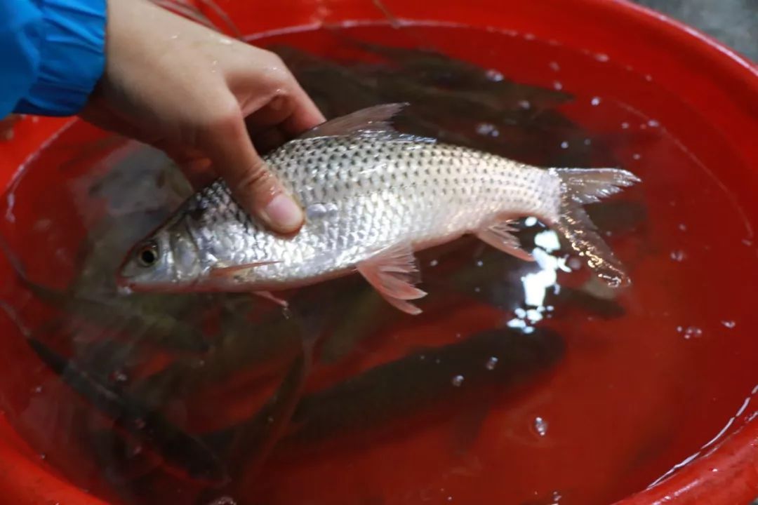 重2斤的巨型大虾"入侵"珠江,吃得多,长得快,它会泛滥吗?