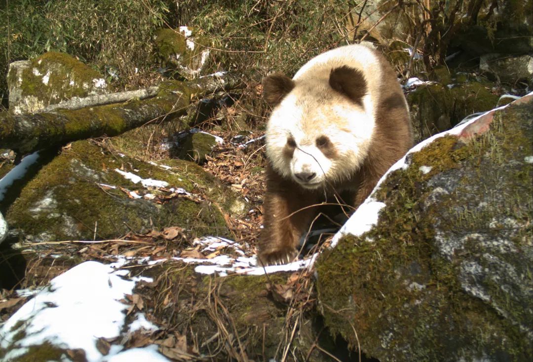 秦岭地区还存在有趣的棕色大熊猫个体.