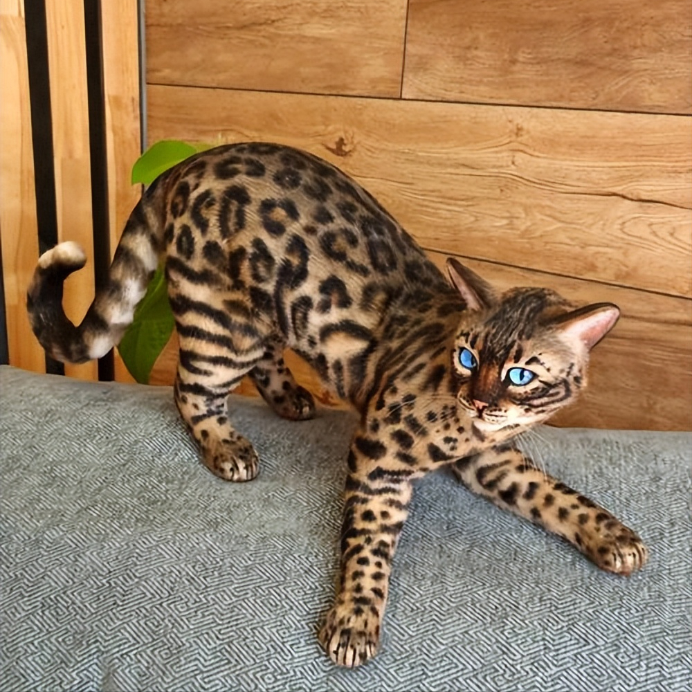 盘点八种"大体型"宠物猫:缅因布偶上榜!大橘:有礼貌但不多!