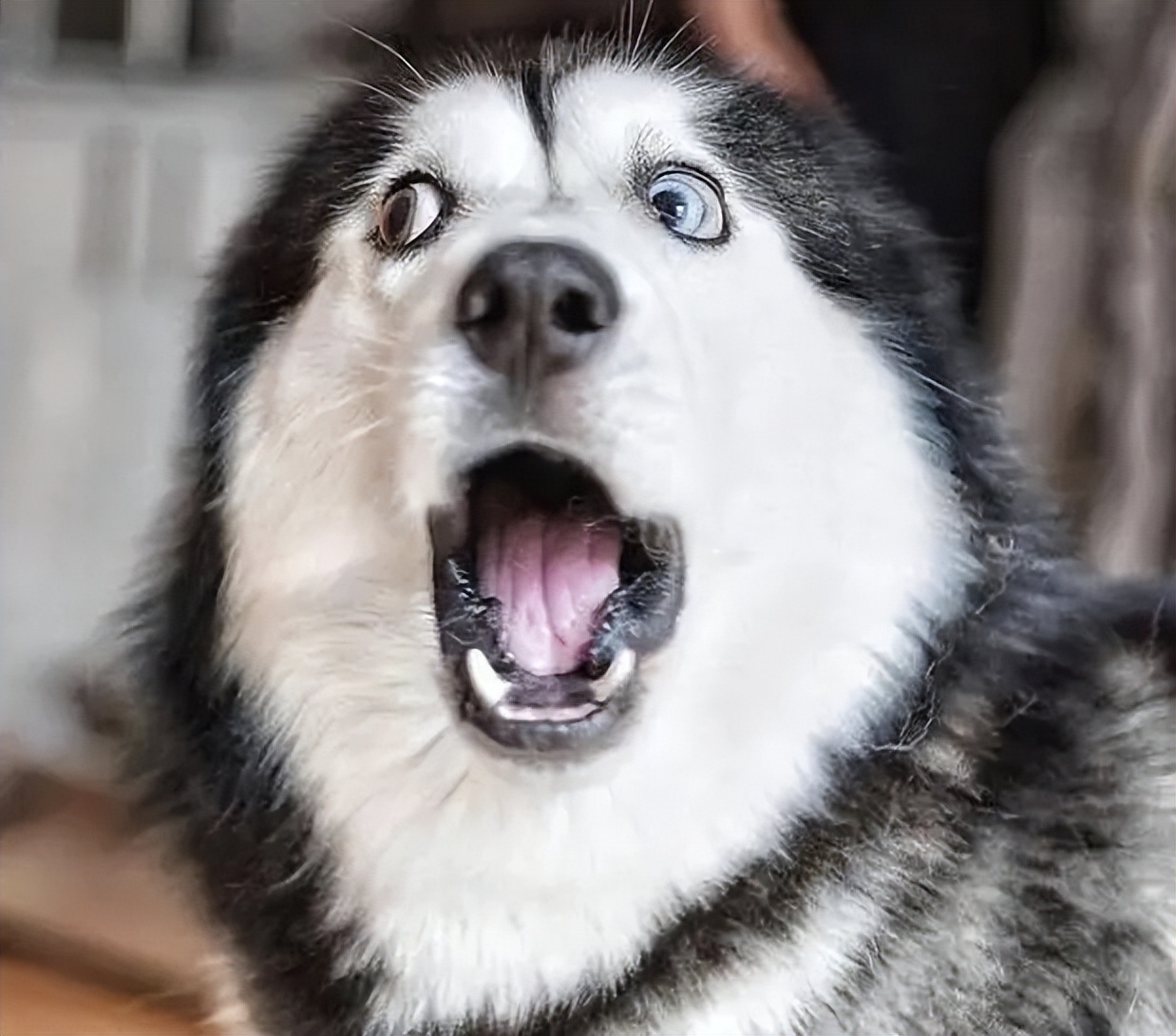 哈士奇的这些缺点,实在难以接受,养的人真"优秀"