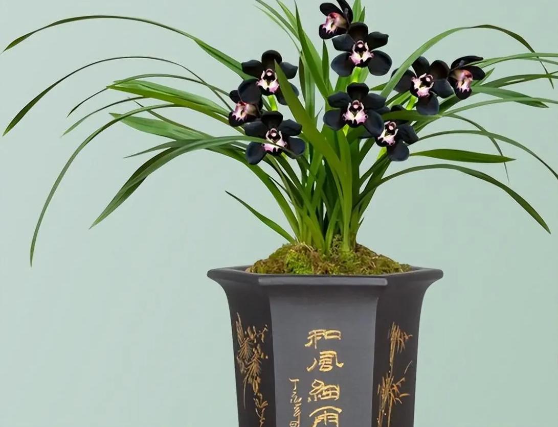 神秘兰花"黑雪姬",颜值高,容易养护,开花后自带仙气