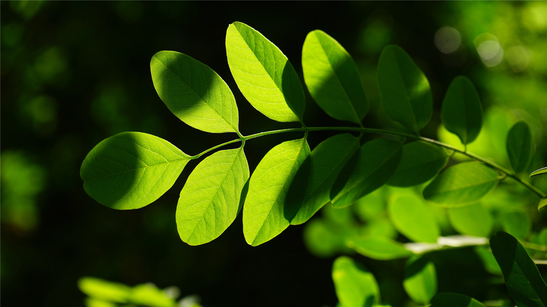 苦了一年了,这3大生肖终于转运了,好运相随桃花运来了