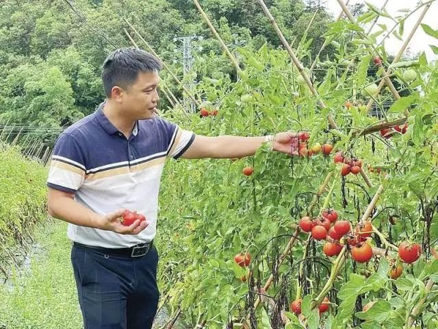 邹火明在山泉水蔬果种植科普示范基地采摘番茄.陈明红 摄